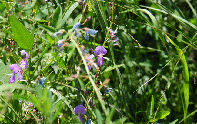 San Pedro Ticktrefoil is an herbaceous plant with a taproot. The stems are from a woody crown; plants are low growing; erect, spreading, or decumbent; stems are prostrate, trailing and hairy. Desmodium batocaulon